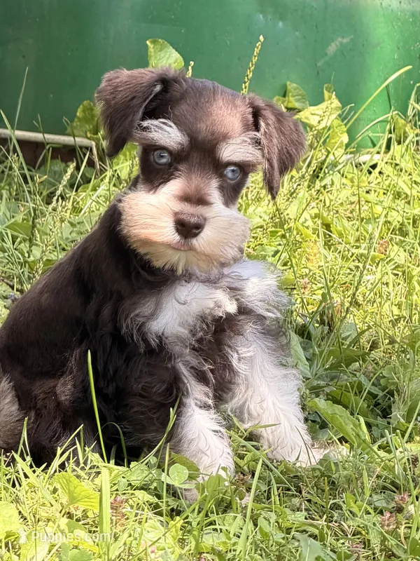 Bently  – Miniature Schnauzer puppy for sale in Gibbon Glade, PA