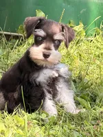 Bently , a male Miniature Schnauzer for sale in Gibbon Glade, PA – 1 of 3