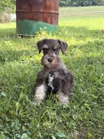 Buddy, a male Miniature Schnauzer for sale in Gibbon Glade, PA – 2 of 3
