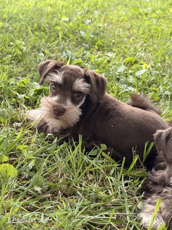 Baxter – Miniature Schnauzer puppy for sale in Gibbon Glade, PA