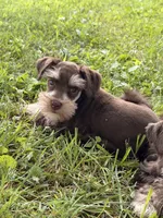 Baxter, a male Miniature Schnauzer for sale in Gibbon Glade, PA – 1 of 3