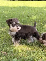 Bently , a male Miniature Schnauzer for sale in Gibbon Glade, PA – 2 of 3
