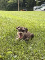 Baxter, a male Miniature Schnauzer for sale in Gibbon Glade, PA – 2 of 3