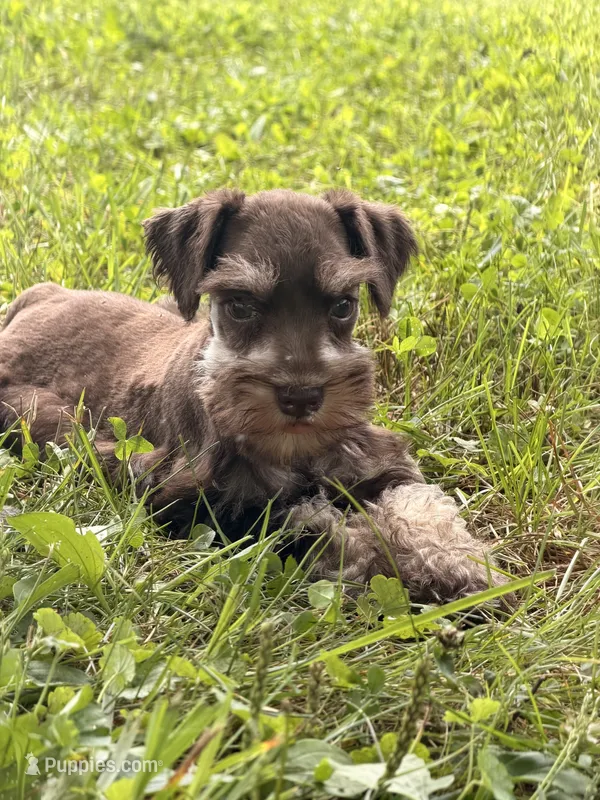 Buddy – Miniature Schnauzer puppy for sale in Gibbon Glade, PA