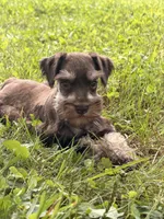 Buddy, a male Miniature Schnauzer for sale in Gibbon Glade, PA – 1 of 3