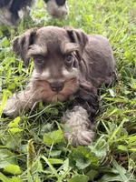 Buddy, a male Miniature Schnauzer for sale in Gibbon Glade, PA – 3 of 3