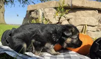 Lil male , a male German Shepherd Dog for sale in Sioux Falls, SD – 4 of 6