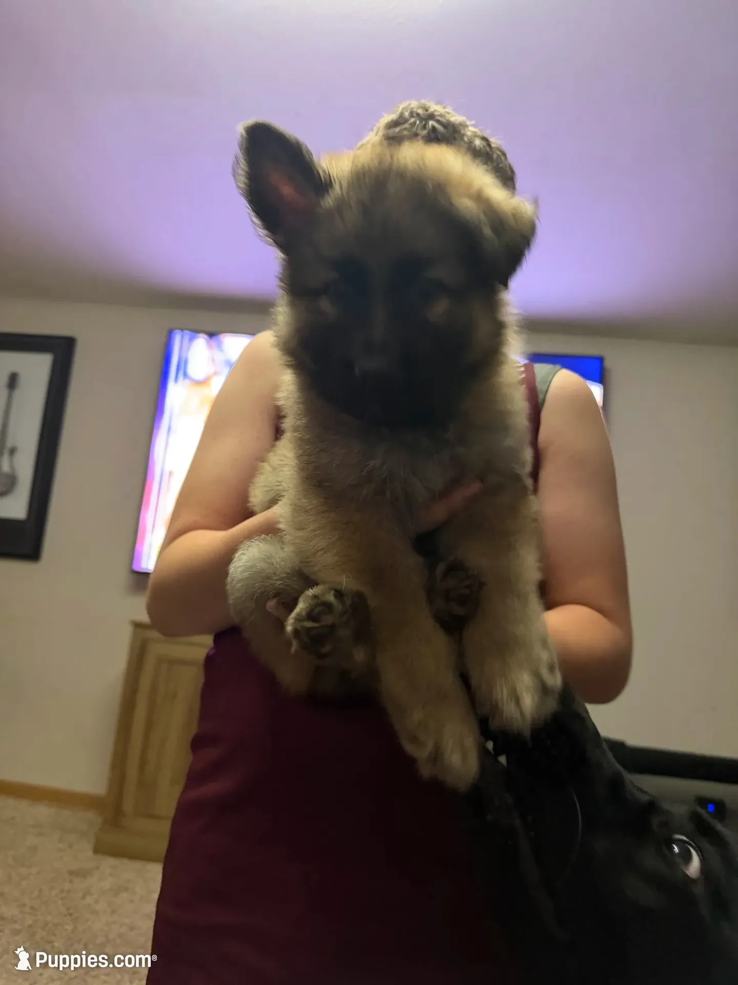 Lil Odin Jr, a male German Shepherd Dog for sale in Sioux Falls, SD – 2 of 5