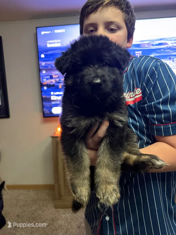 Lil Zoey – German Shepherd Dog puppy for sale in Sioux Falls, SD