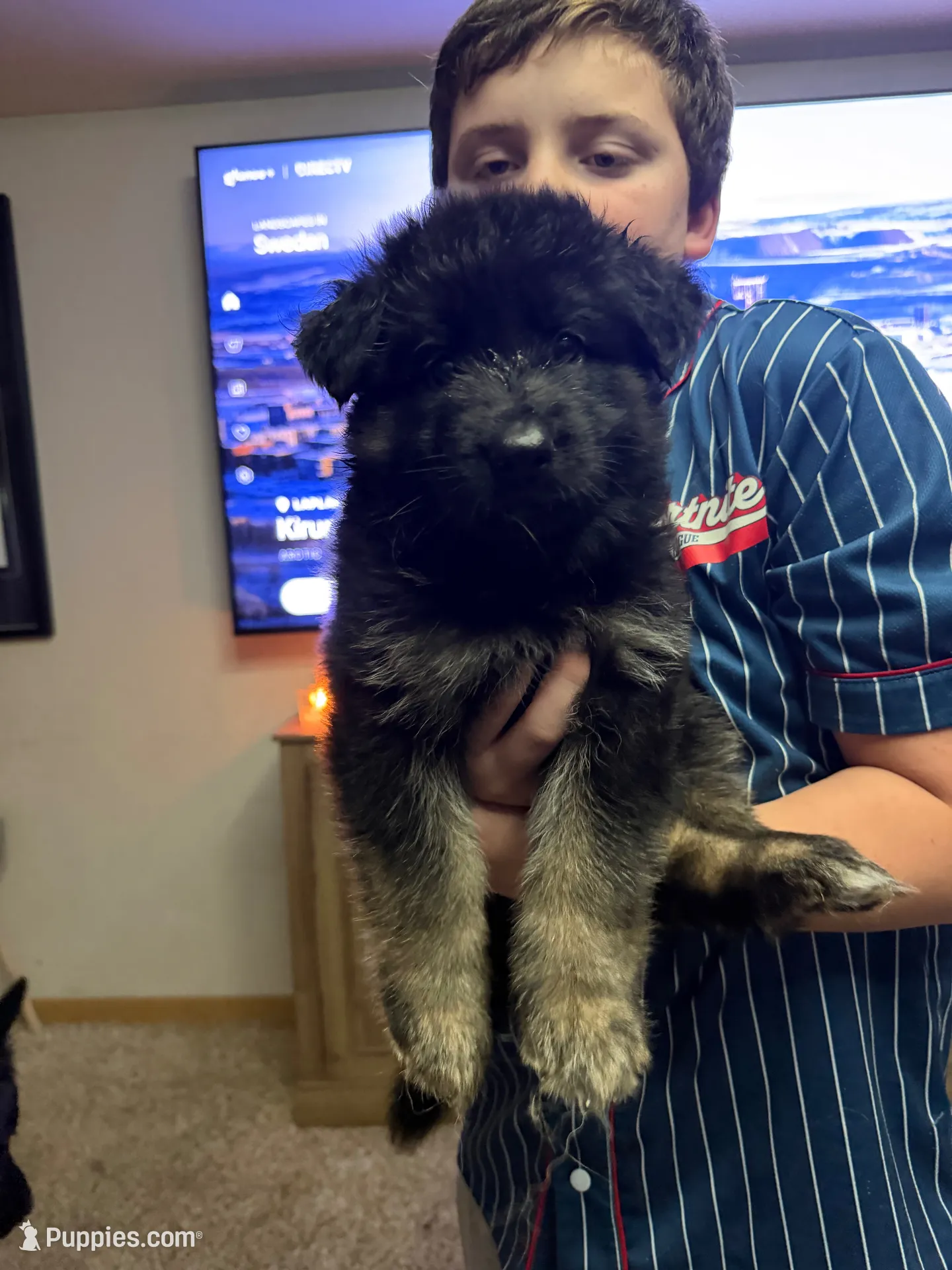 Lil Zoey, a female German Shepherd Dog for sale in Sioux Falls, SD – 1 of 4