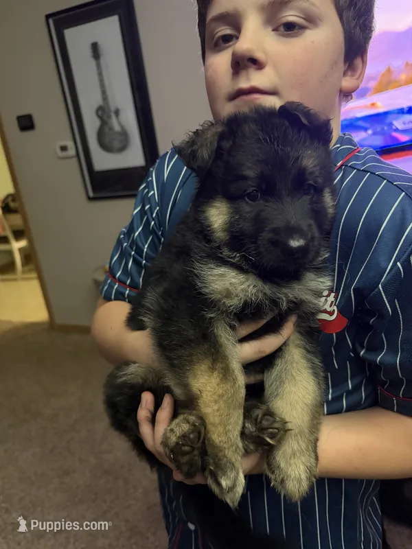 Lil male  – German Shepherd Dog puppy for sale in Sioux Falls, SD