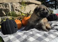 Lil Odin Jr, a male German Shepherd Dog for sale in Sioux Falls, SD – 3 of 5