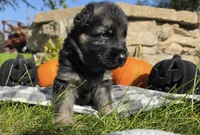 Lil male , a male German Shepherd Dog for sale in Sioux Falls, SD – 5 of 6