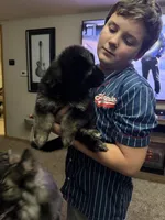Lil Zoey, a female German Shepherd Dog for sale in Sioux Falls, SD – 4 of 4