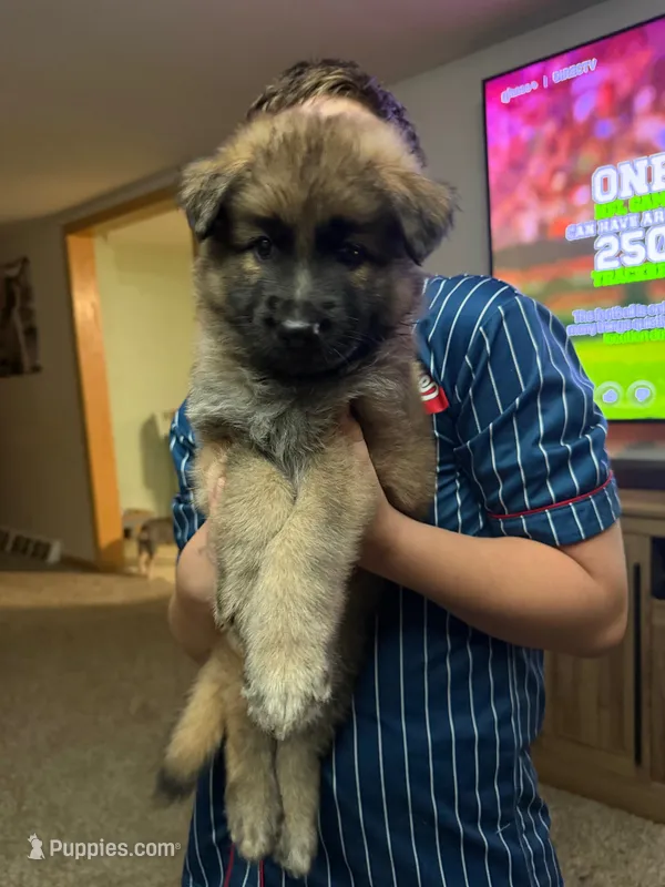 Lil Odin Jr – German Shepherd Dog puppy for sale in Sioux Falls, SD