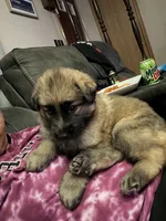 Lil Odin Jr, a male German Shepherd Dog for sale in Sioux Falls, SD – 5 of 5