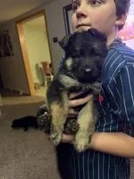 Lil male , a male German Shepherd Dog for sale in Sioux Falls, SD – 6 of 6