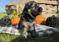 Lil male , a male German Shepherd Dog for sale in Sioux Falls, SD – 3 of 6
