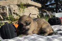 Lil Odin Jr, a male German Shepherd Dog for sale in Sioux Falls, SD – 4 of 5
