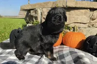 Lil Zoey, a female German Shepherd Dog for sale in Sioux Falls, SD – 2 of 4