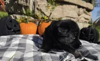 Lil Zoey, a female German Shepherd Dog for sale in Sioux Falls, SD – 3 of 4