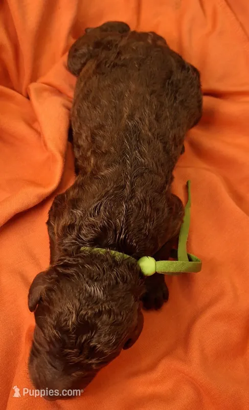 Jade – Labradoodle puppy for sale in Frostproof, FL