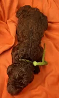 Jade, a female Labradoodle for sale in Frostproof, FL – 1 of 3