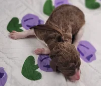 processed/c94f2afe-d787-4c25-bf60-35daacb5fedf/listing/03564fcb-22de-4923-bb7f-6bb0a0066939/0ab8f6d3-5c71-4001-9e17-2b829c284948