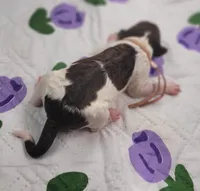 Gloxinia, a female Labradoodle for sale in Frostproof, FL – Photo 3 of 3