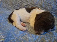 Gloxinia, a female Labradoodle for sale in Frostproof, FL – Photo 1 of 3