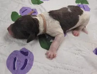 Gloxinia, a female Labradoodle for sale in Frostproof, FL – Photo 2 of 3