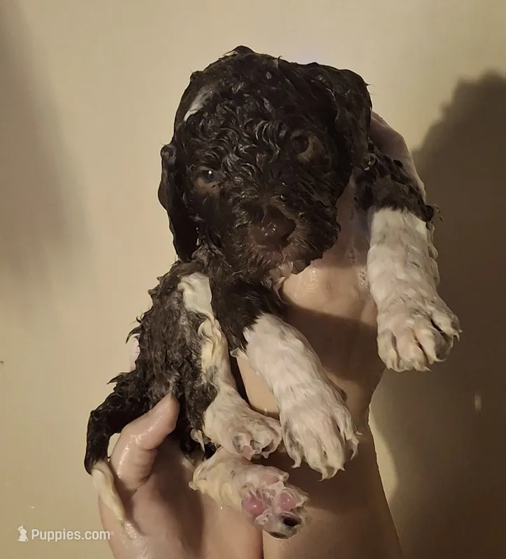 Kiwi – Labradoodle puppy for sale in Frostproof, FL