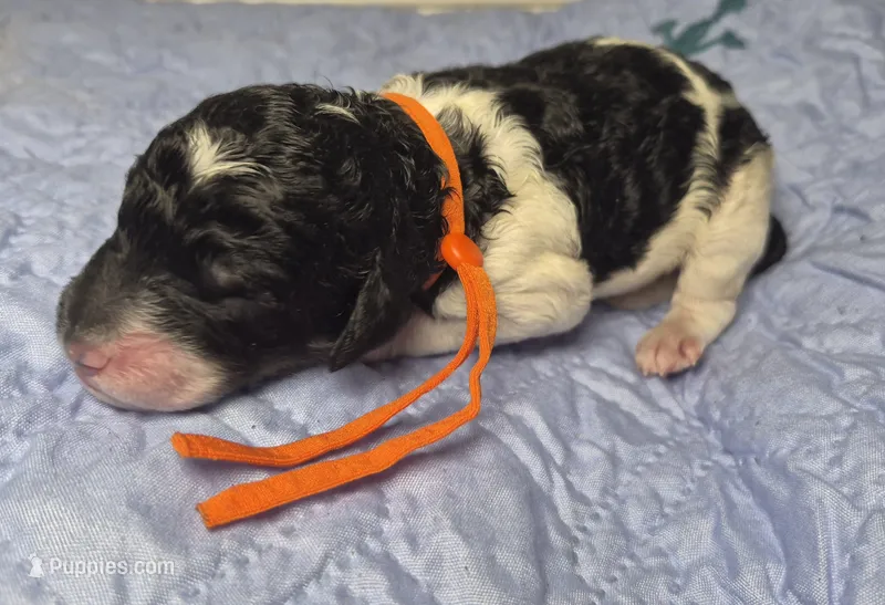 Kaffir Lily – Labradoodle puppy for sale in Frostproof, FL
