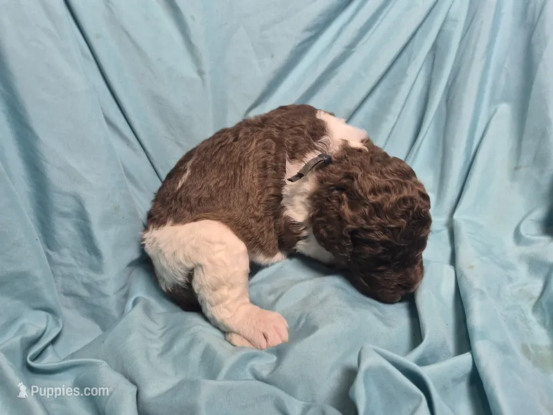 Juniper  – Labradoodle puppy for sale in Frostproof, FL