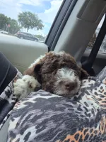 Kohlrabi *Almost potty trained*, a male Labradoodle for sale in Frostproof, FL – 3 of 10