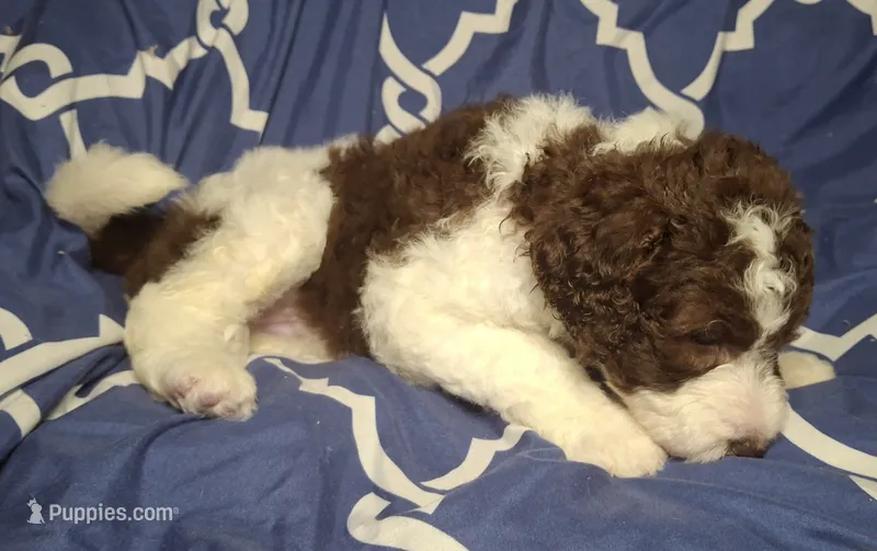 Jewelweed  – Labradoodle puppy for sale in Frostproof, FL