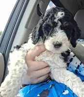 Kimchi, a female Labradoodle for sale in Frostproof, FL – 1 of 10