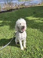 Jonquil (Jo Jo) *REDUCED*, a female Labradoodle for sale in Frostproof, FL – 8 of 9