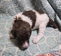 Jonquil (Jo Jo) *REDUCED*, a female Labradoodle for sale in Frostproof, FL – 6 of 9