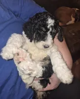 Kimchi, a female Labradoodle for sale in Frostproof, FL – 2 of 10