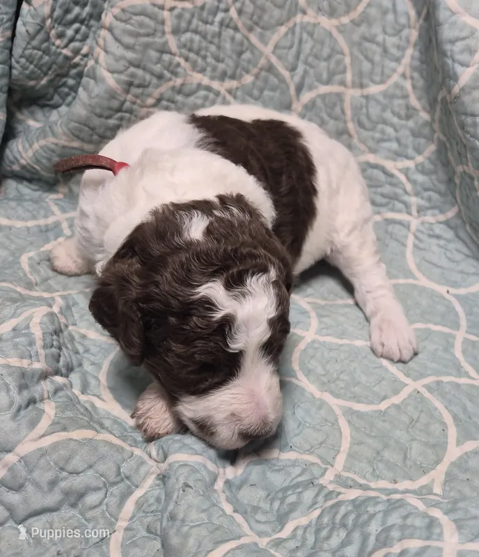 Jujube – Labradoodle puppy for sale in Frostproof, FL