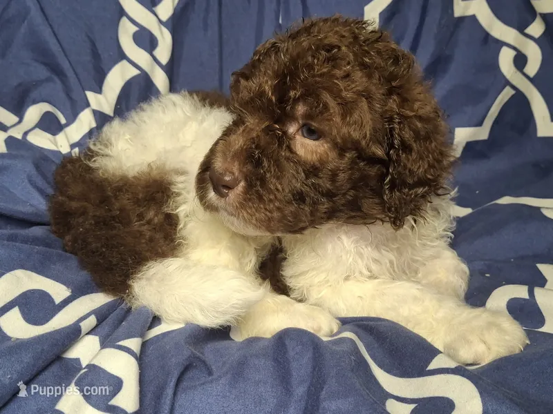 Juniper *REDUCED* – Labradoodle puppy for sale in Frostproof, FL