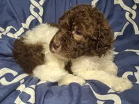 Juniper *REDUCED*, a female Labradoodle for sale in Frostproof, FL – 1 of 7