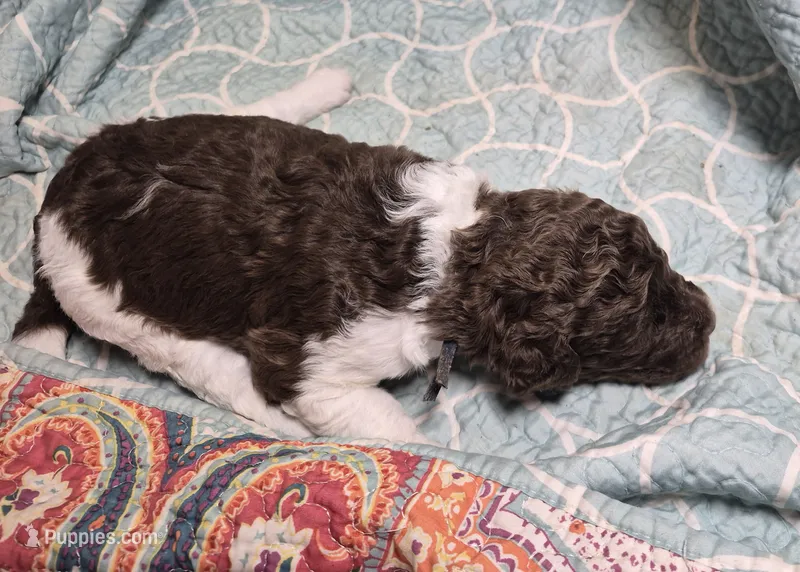 Juniper  – Labradoodle puppy for sale in Frostproof, FL