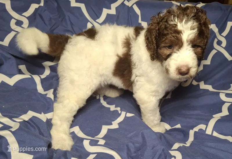 Jujube – Labradoodle puppy for sale in Frostproof, FL