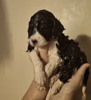 Kimchi, a female Labradoodle for sale in Frostproof, FL – 5 of 10