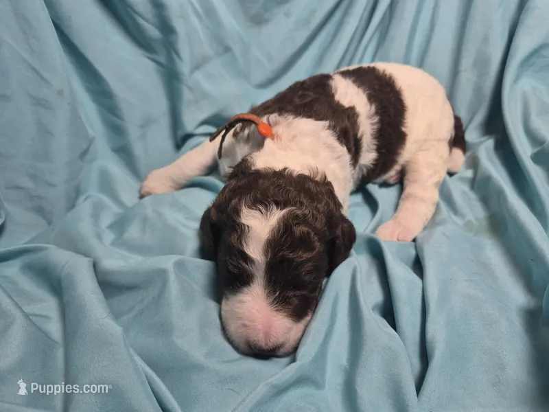 Jewelweed  – Labradoodle puppy for sale in Frostproof, FL