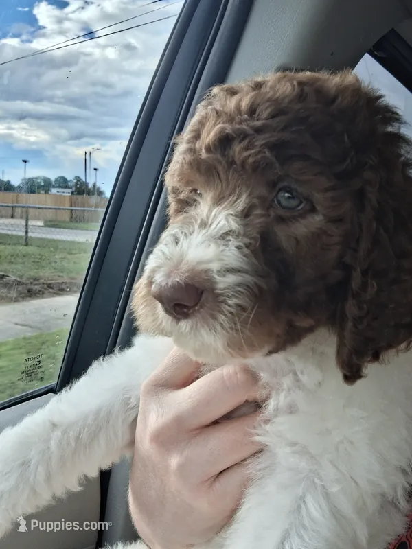 Jonquil (Jo Jo) *Reduced* – Labradoodle puppy for sale in Frostproof, FL