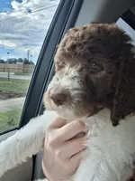 Jonquil (Jo Jo) *Well rounded*, a female Labradoodle for sale in Frostproof, FL – 1 of 10