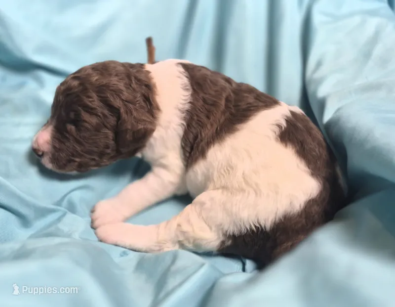 Jonquil (Jo Jo) – Labradoodle puppy for sale in Frostproof, FL